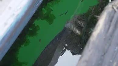 大海小鱼实拍自然视频的预览图